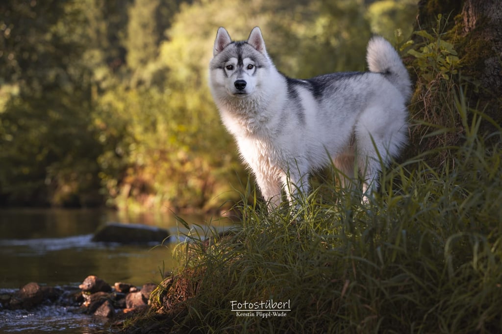 Grau-weißer Husky steht im Gras