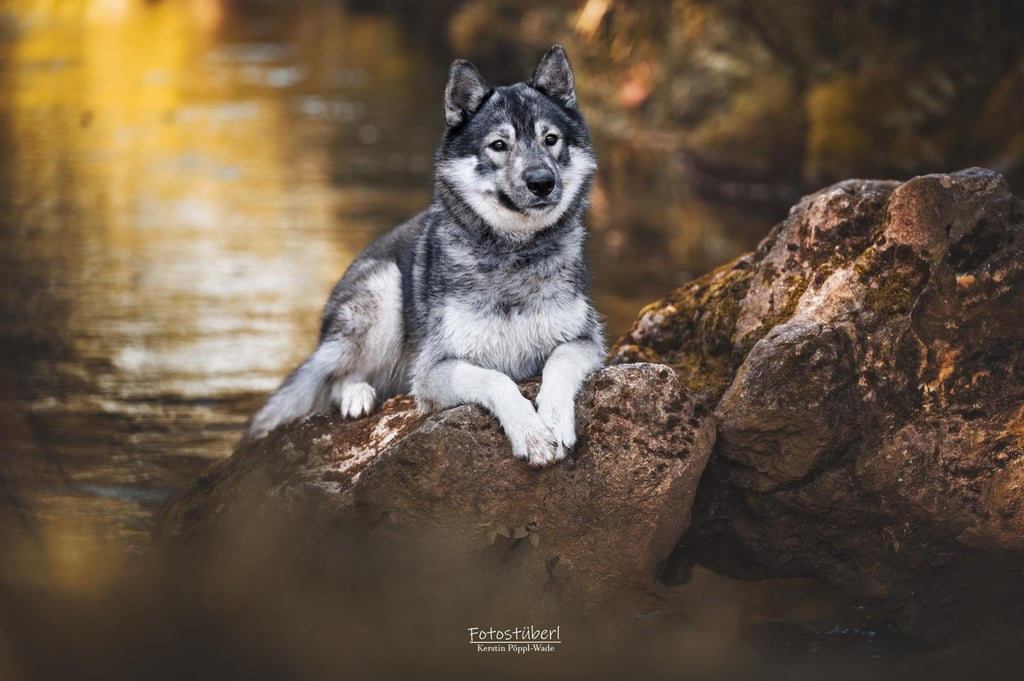 Agoutifarbener Husky liegt auf einem Stein im Bach.