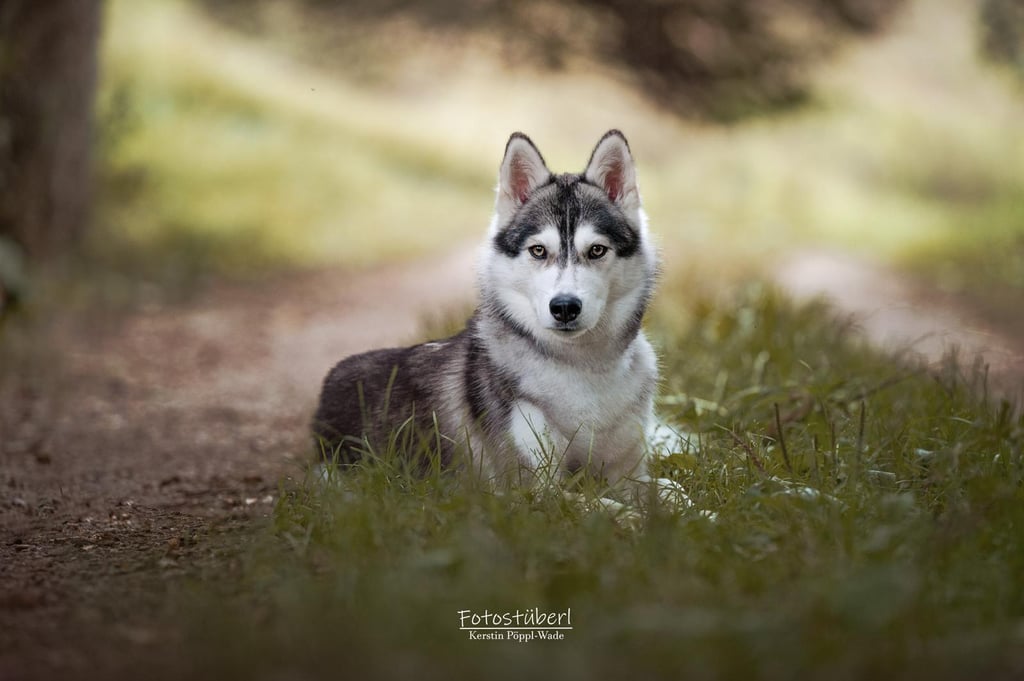 Grau-weißer Husky liegt auf dem Weg.