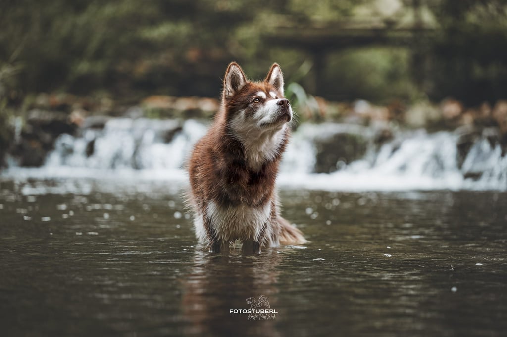 Huskywelpe rot-weiß mit bernsteinfarbigen Augen im Wasser.