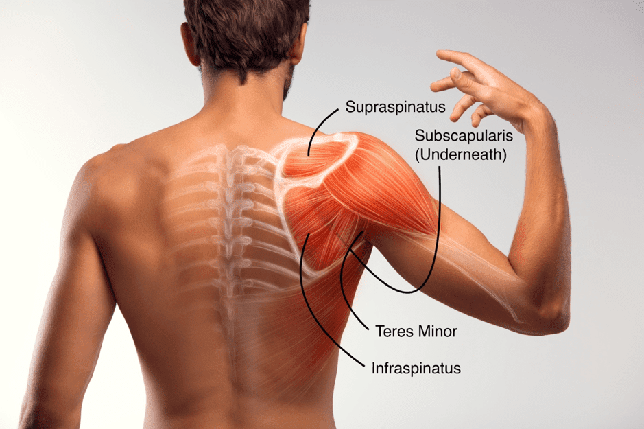 rotator cuff muscle pain