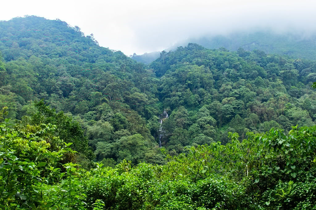 Tropical forest from the Western ghats mountain ranges in Kerala. Biodiversity assessment, wildlife conservation, taxonomy