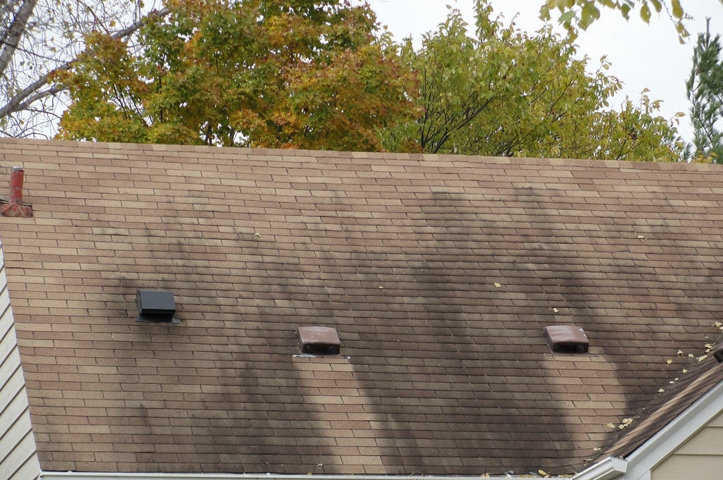 Black algae growing on an asphalt shingle  roof