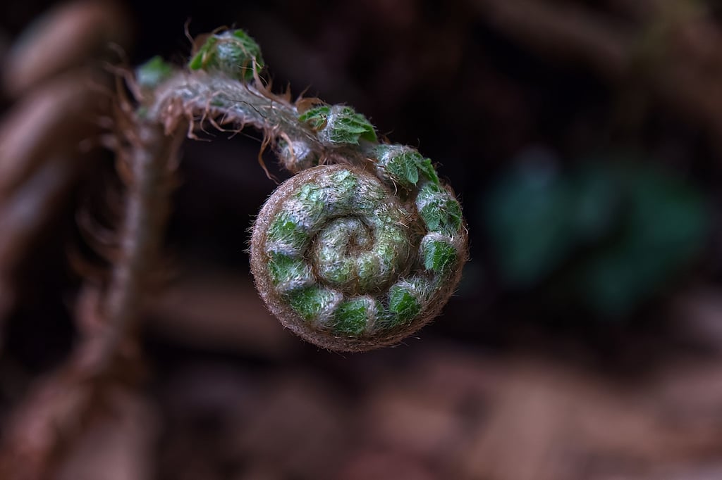 sirtie macro-photo sur le terrain à Cheat-Gontier