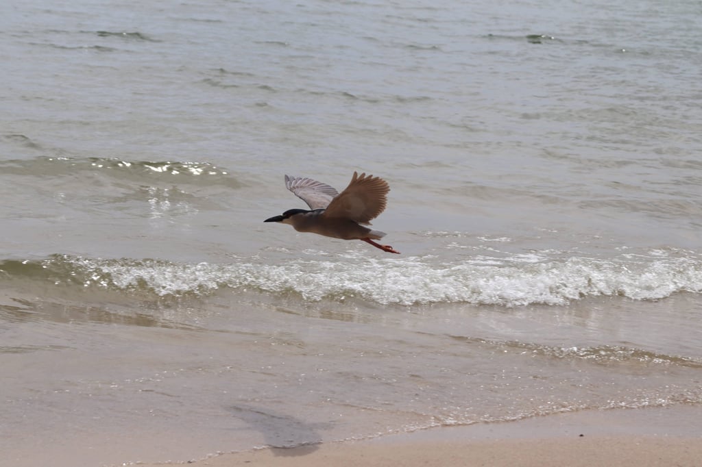 a bird flying over a beach with a bird in the air