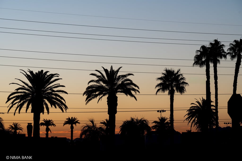 a line of palm trees across the horizon during sunrise