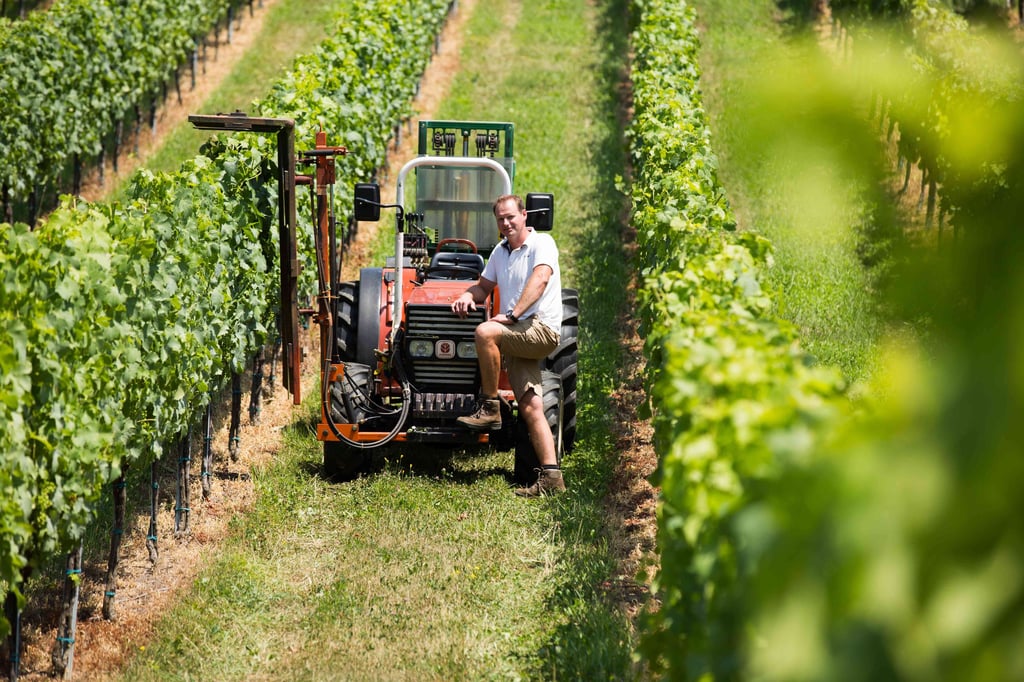 Mann mit Traktor im Weingarten