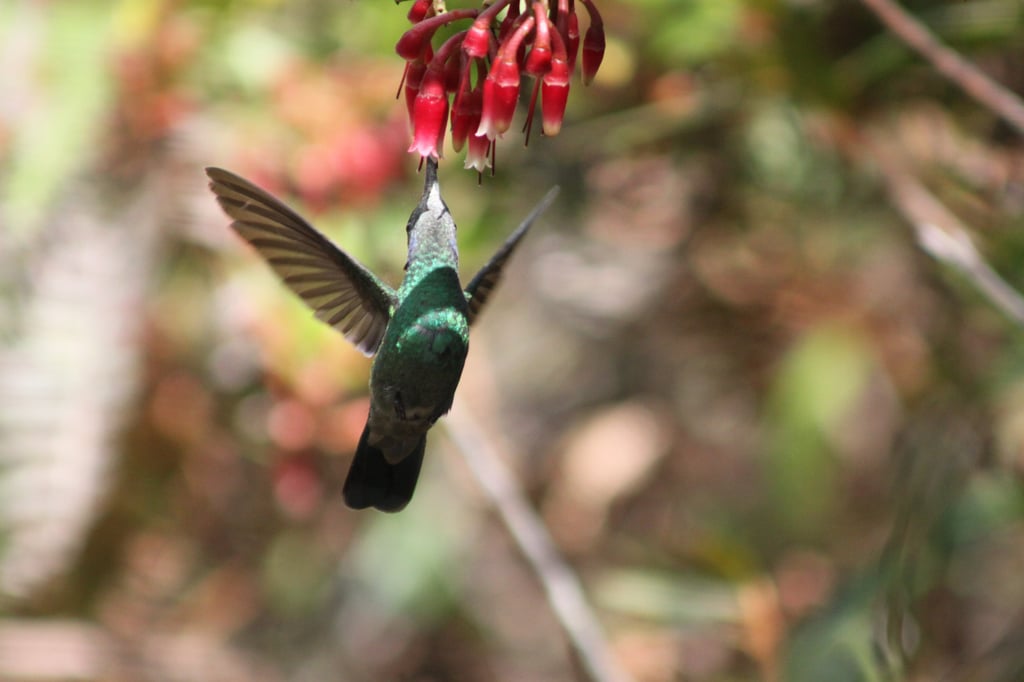 Colibri thalassinus en Reserva Natural El Páramo, Guasca, Colombia