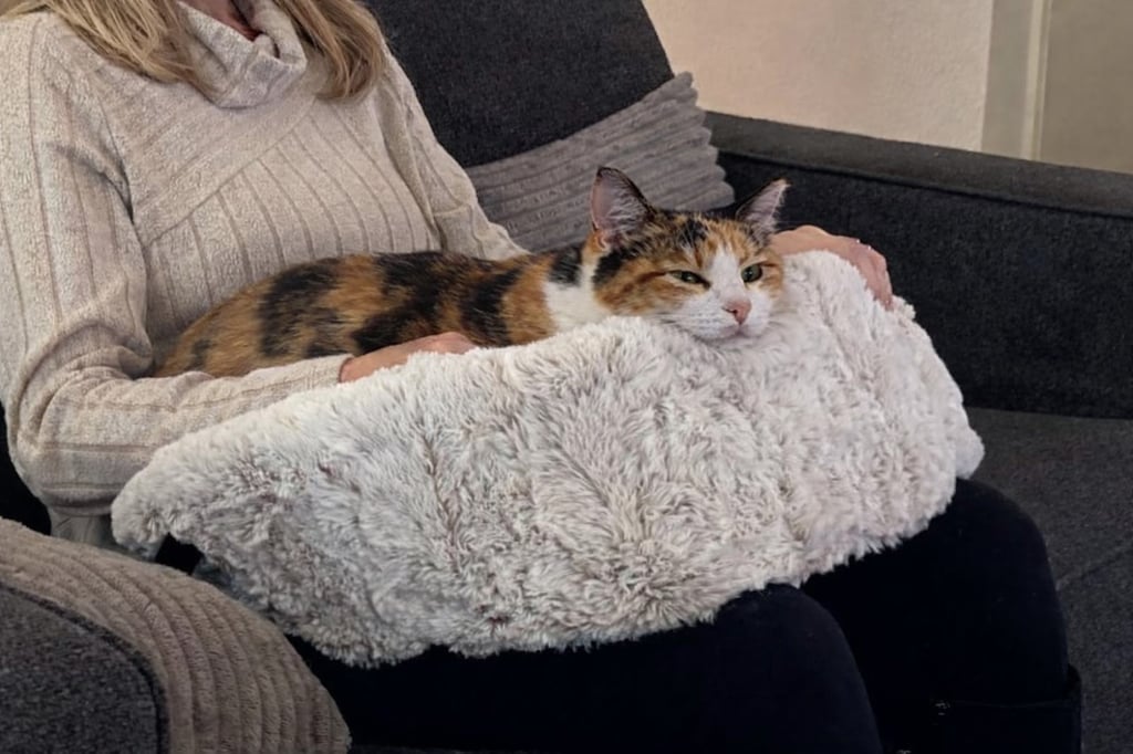 Calico cat enjoying connection in the Furr Lap, Pet Lap Bed