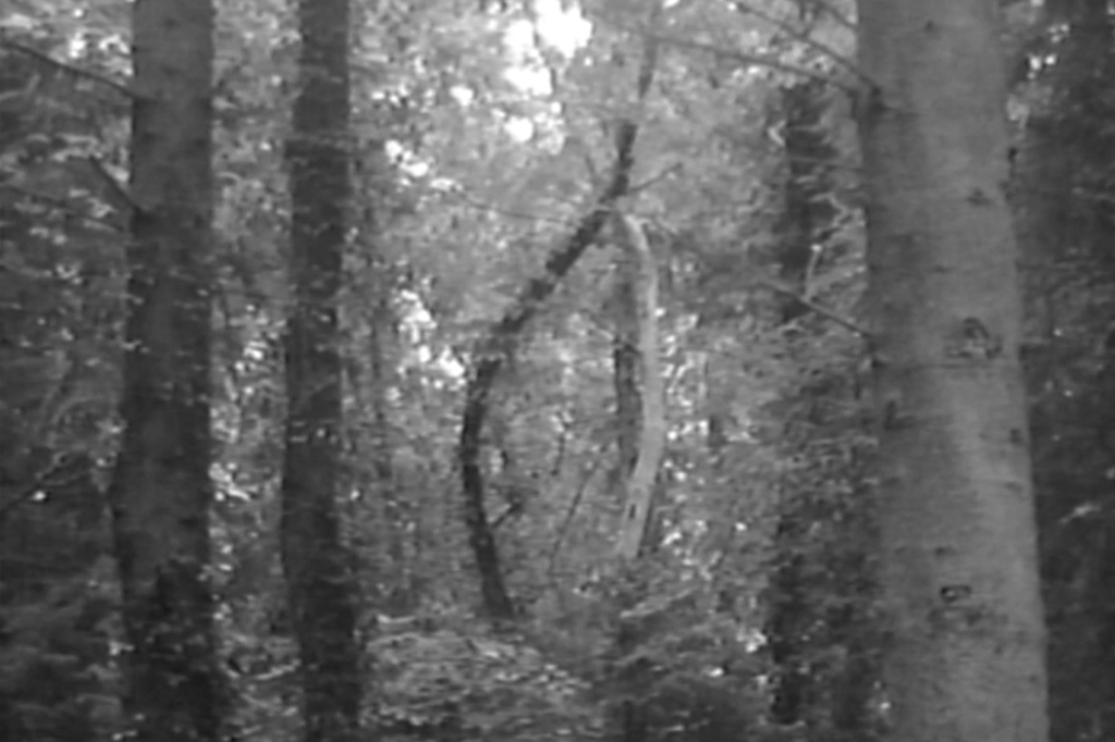 screenshot of forest on a grainy black and white handycam