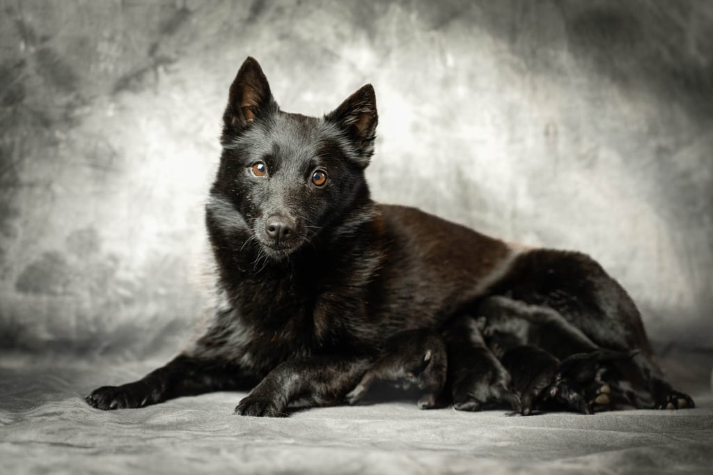 a black dog is laying down on a gray background