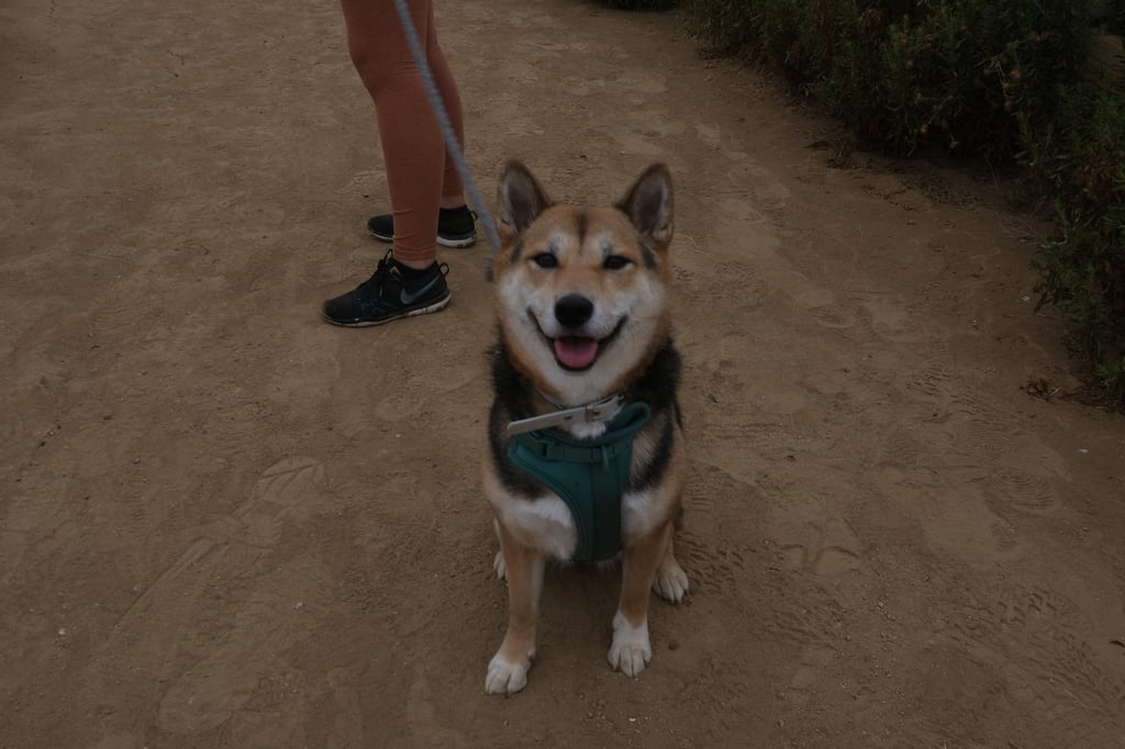 Shiba Inu Dogs Hiking, Palos Verdes Hike, Point Vicente Beach Walk