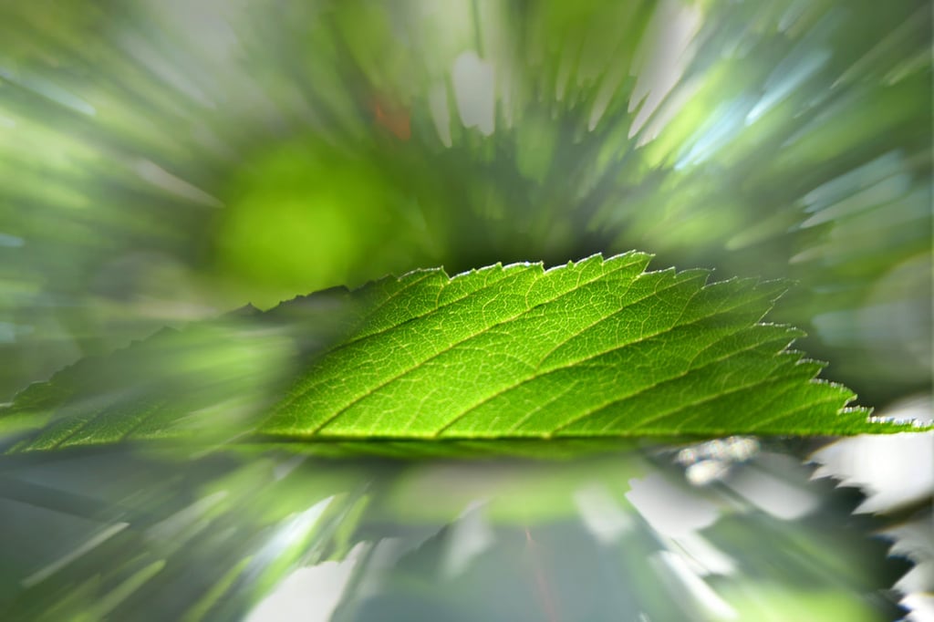 a green leaf with sunburst