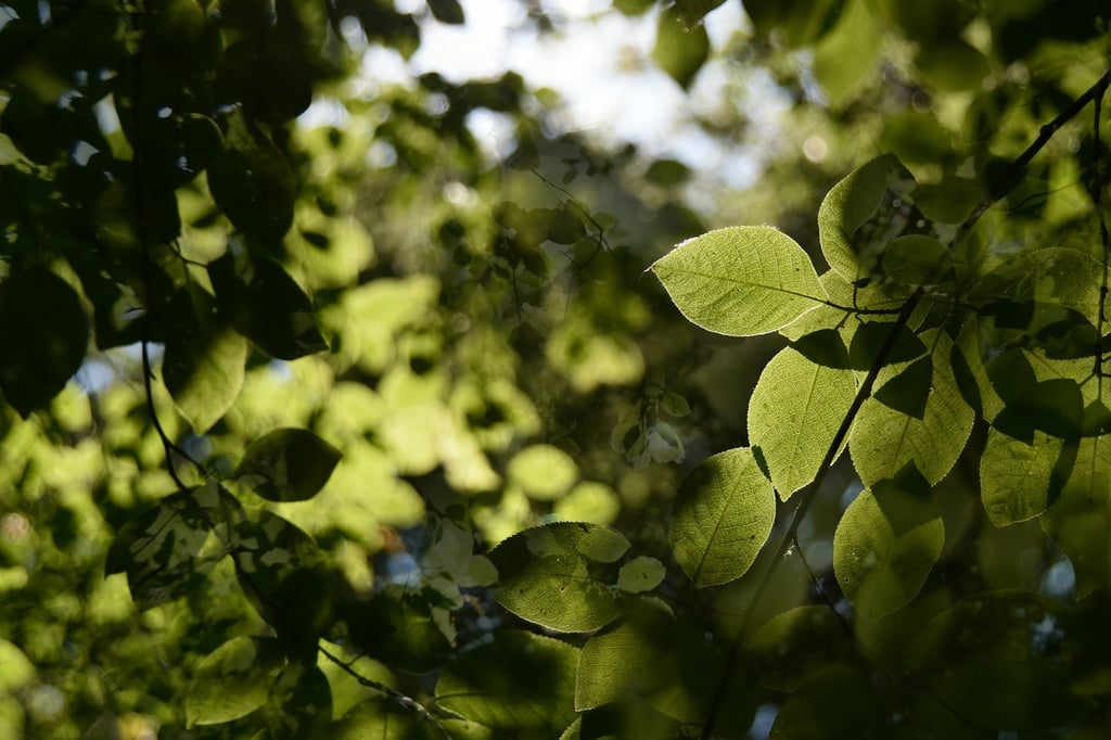 a tree with green leaves on it