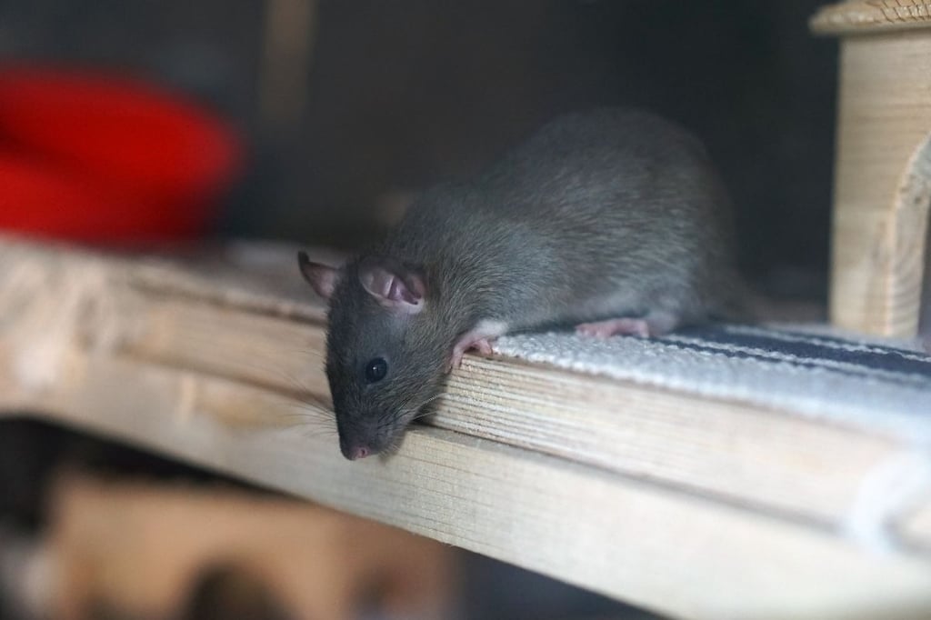 rat dans un abri en recherche de nourriture