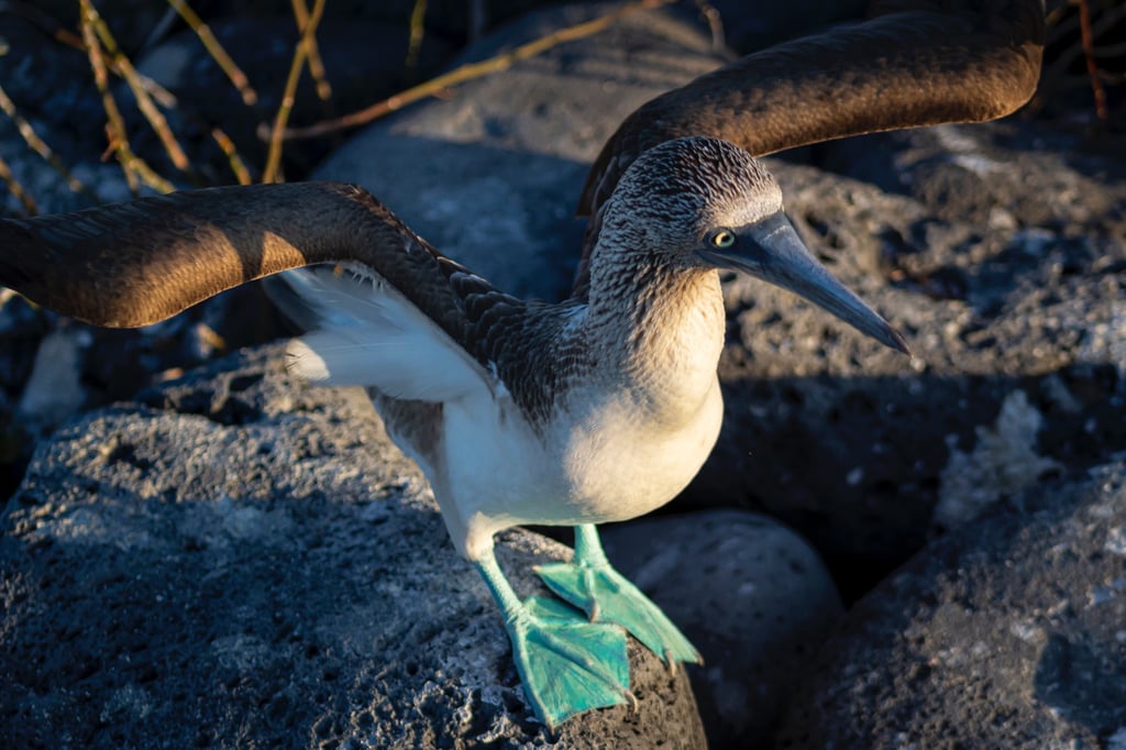galapagos luxury travel meaningful responsible journeys crafted with purpose by local experts