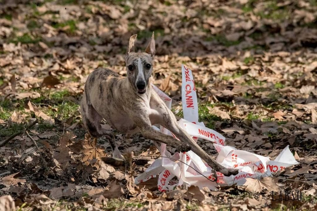 Whippet qui court
