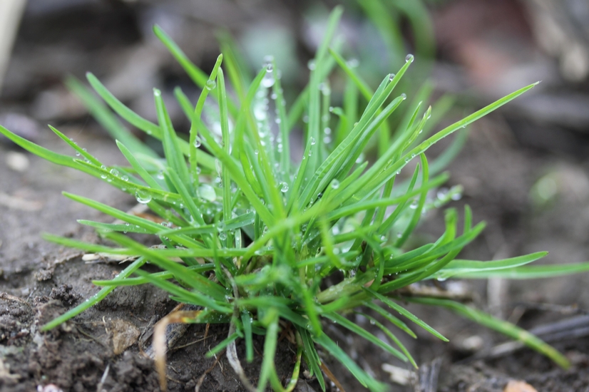 some Annual Bluegrass weeds growing in browb soil