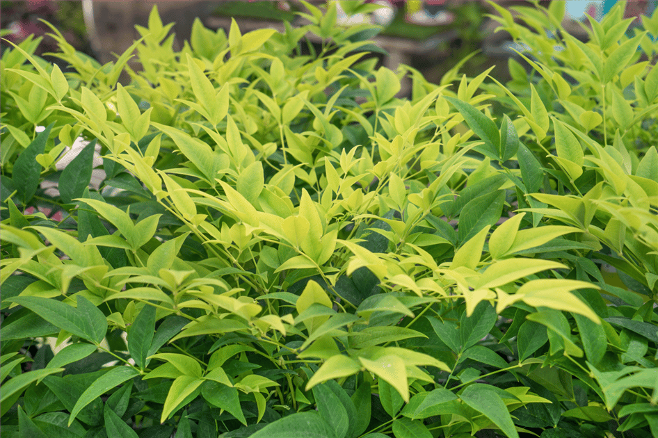 one Nandina bush with yellow-green leaves