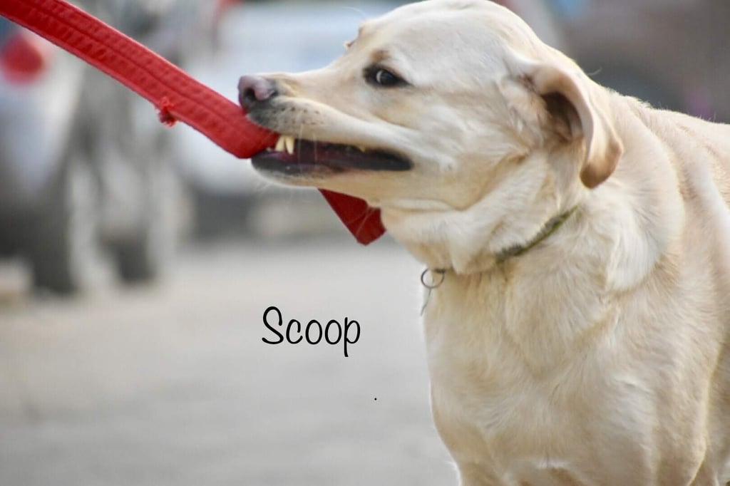 Dog Boarding, Dog Boarding near me, Pet Boarding, Pet Boarding near me, Dog Care, Happy Pettings