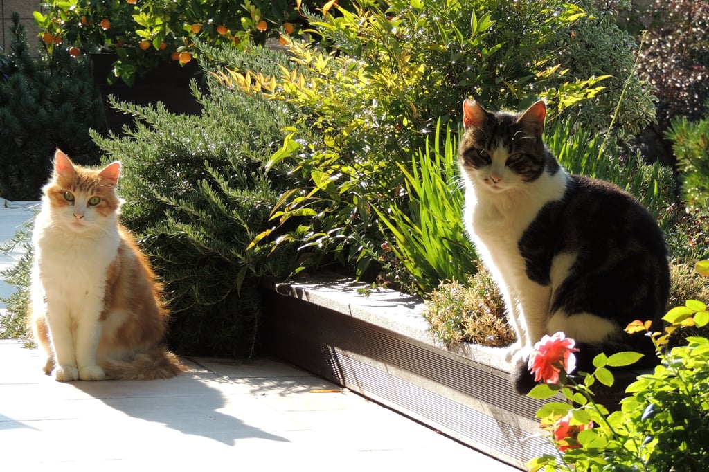 2 chats qui profitent d'une belle terrasse 