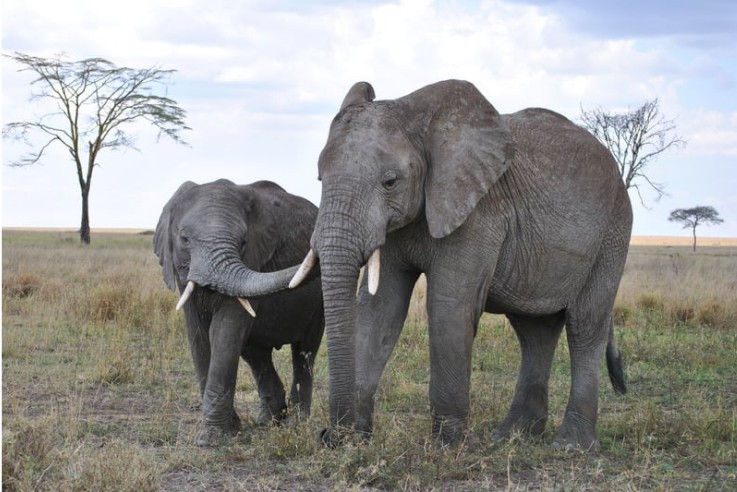 Serengeti National Park, Tanzania