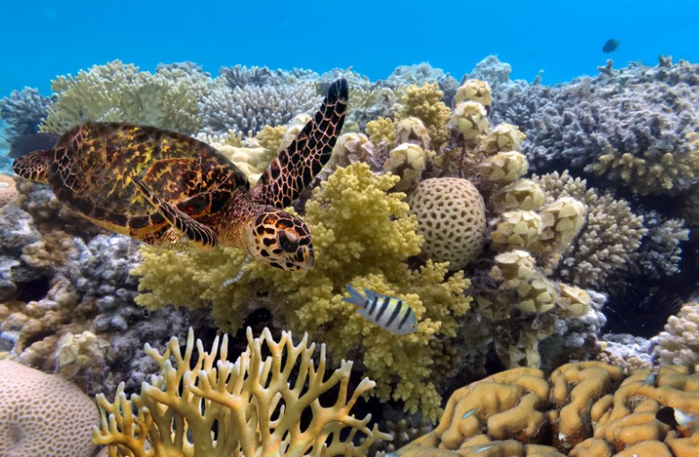 Great Barrier Reef, Queensland
