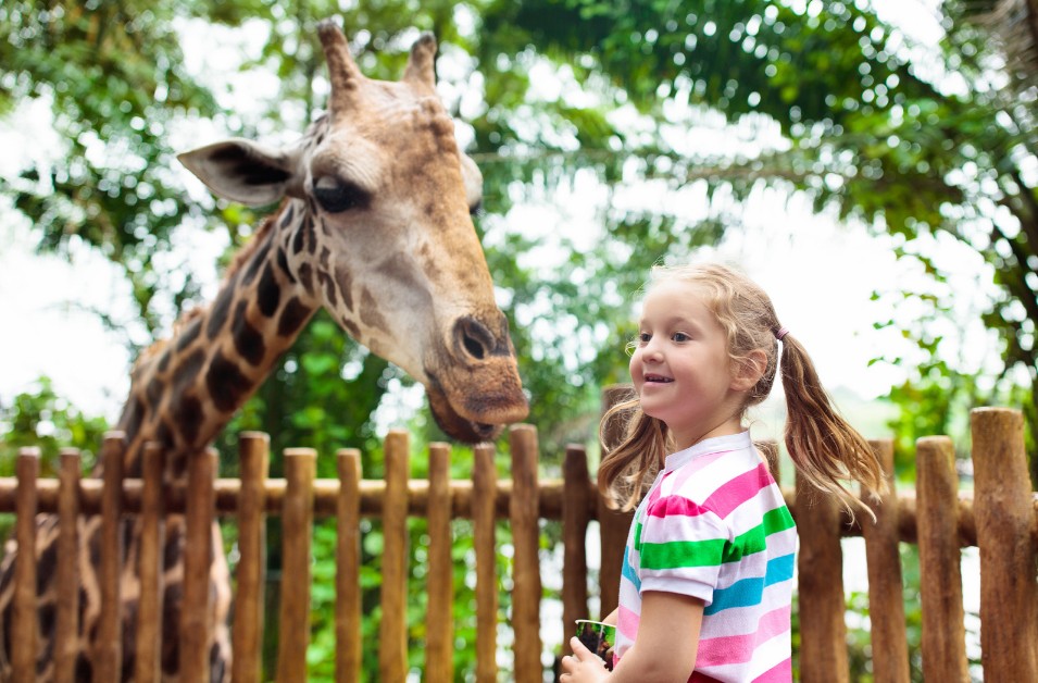 Singapore Zoo and Night Safari