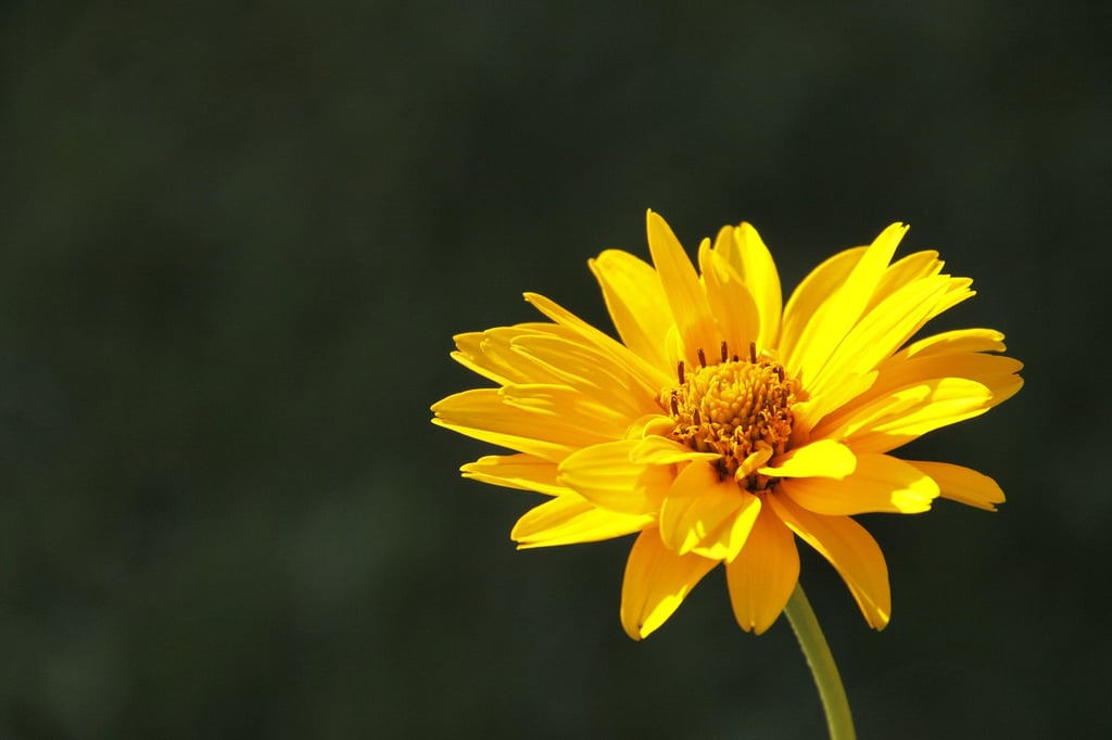 fleur d'arnica