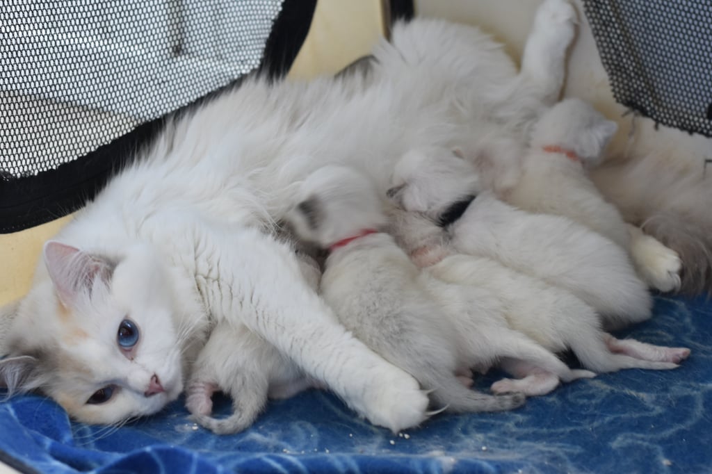 Turquoise des Dolls de Mitilo