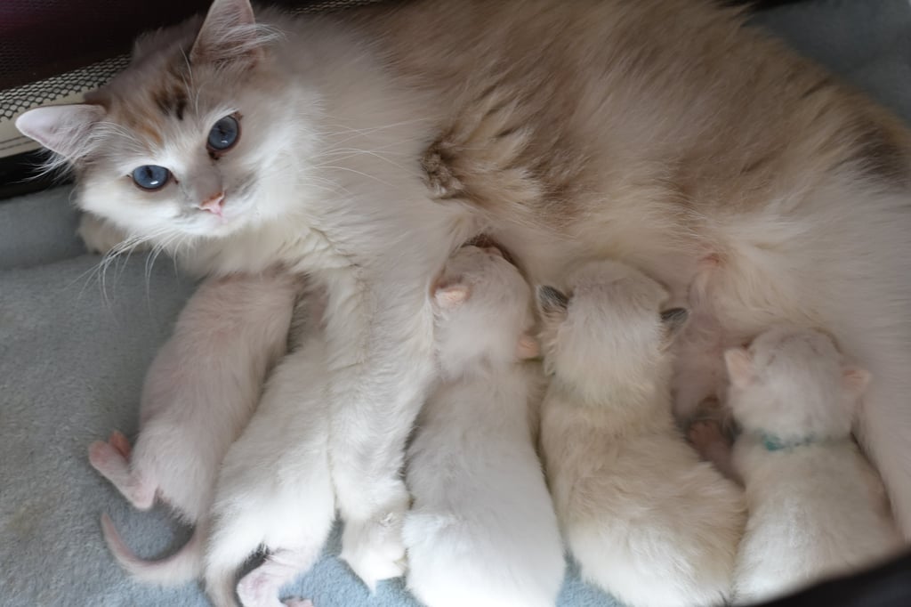 Urielle des Blink's Dolls