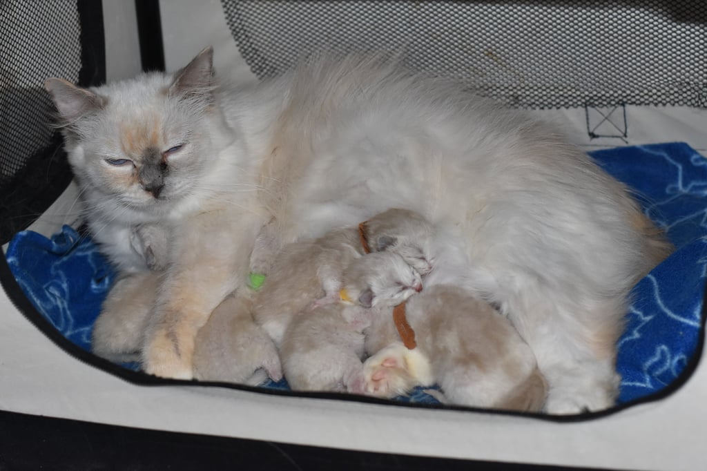 Tina ma star des Dolls de Mitilo