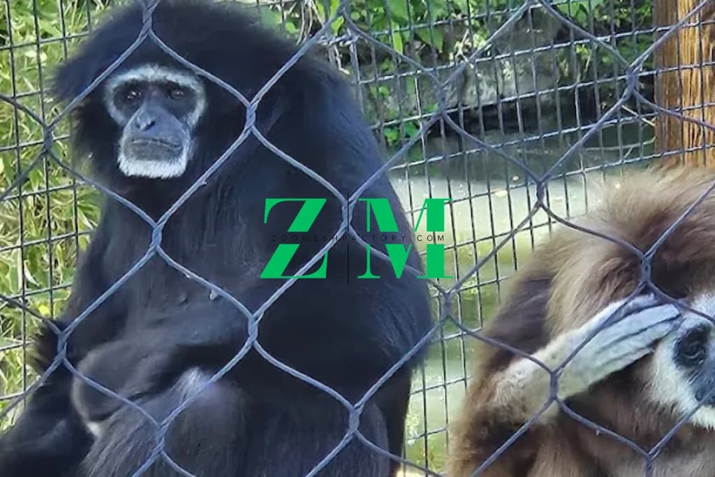 Black gibbon and brown siamang sitting behind a wire fence in a zoo enclosure with lush greenery.