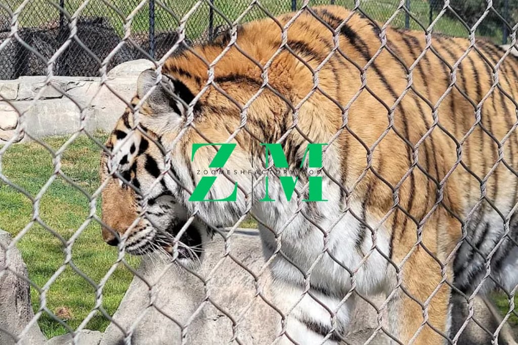 A large Siberian tiger with orange and black stripes walking behind a wire rope fence at a zoo.