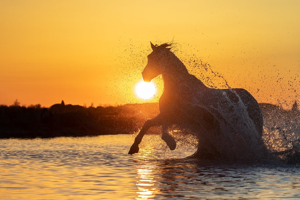 Silhouette of a wild horse galloping through water at sunset with golden light and splashing water droplets.