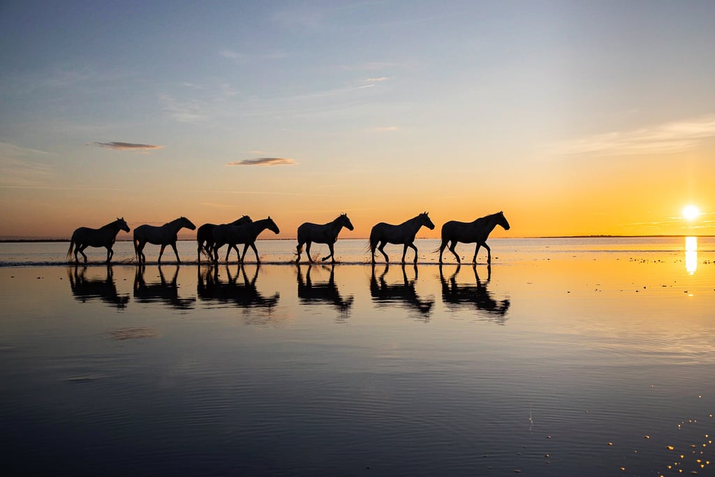 Silhouette of wild horses walking across calm water during a golden sunset with mirror reflections.