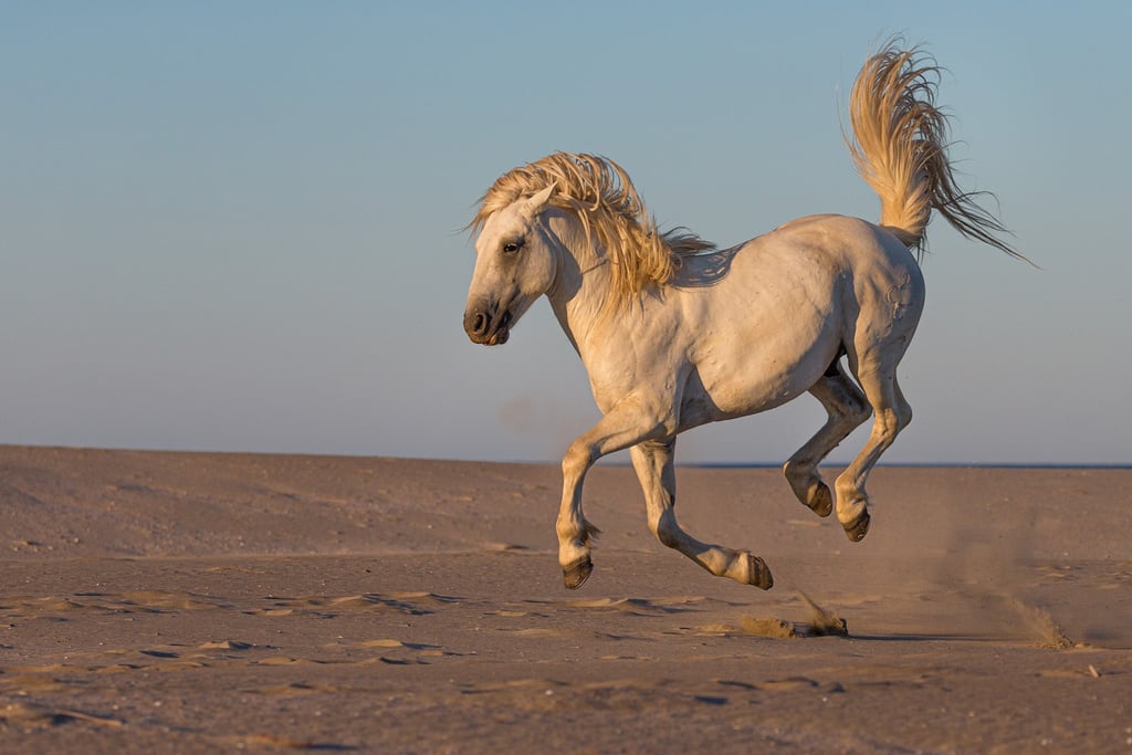 A majestic white Camargue horse galloping across a sandy beach during sunset with its mane and mane flowing.