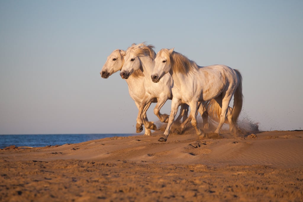 Three white Camargue horses galloping together across a sandy beach at sunset.