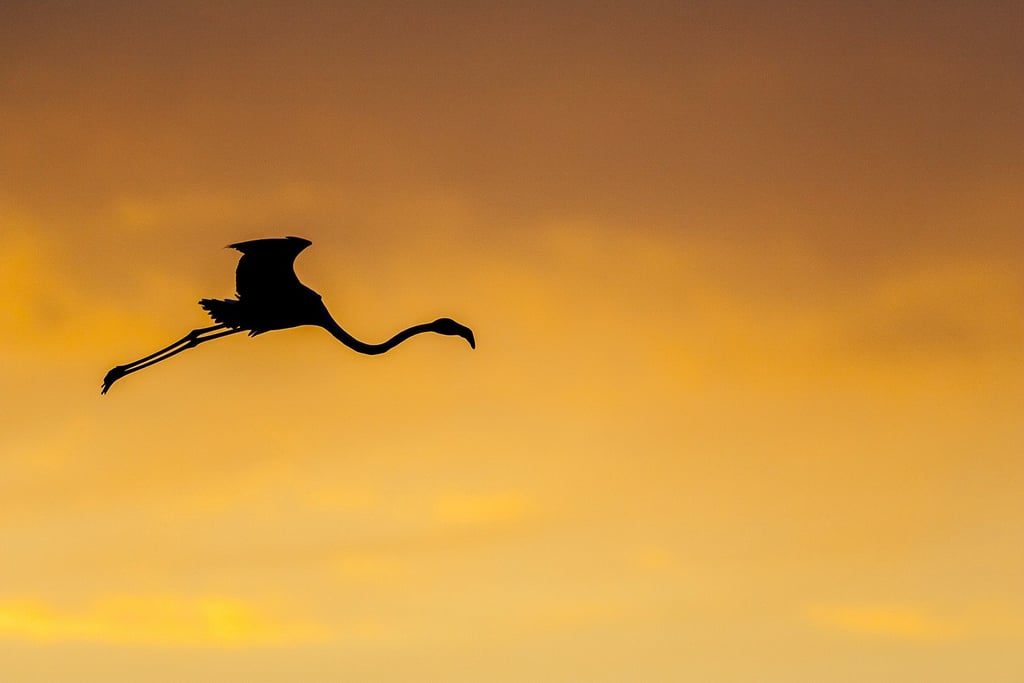 Silhouette of a flamingo flying across a golden orange sunset sky.