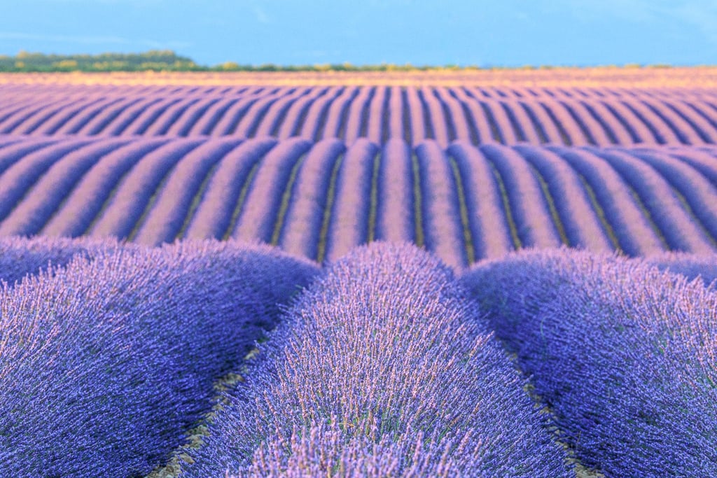 Vibrant purple lavender field blooming in symmetrical rows under a clear blue sky in Provence.
