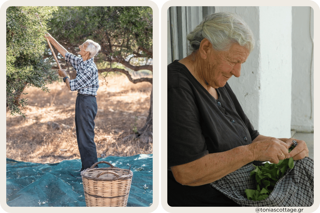 An Elderly Cretan man picking olives and a woman sorting greens