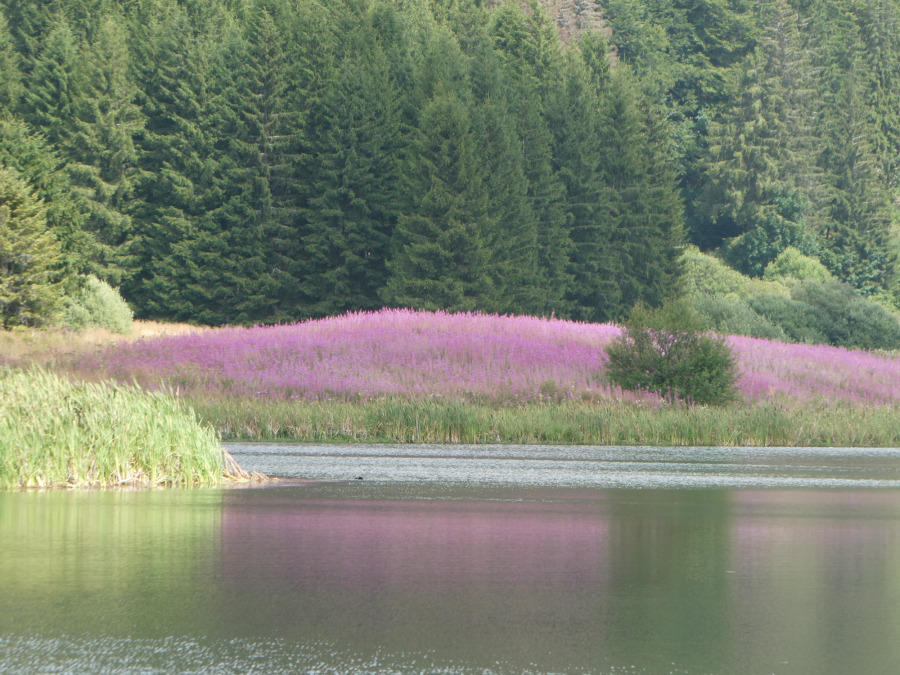 Lac de l'Embouteilleux Jura 39