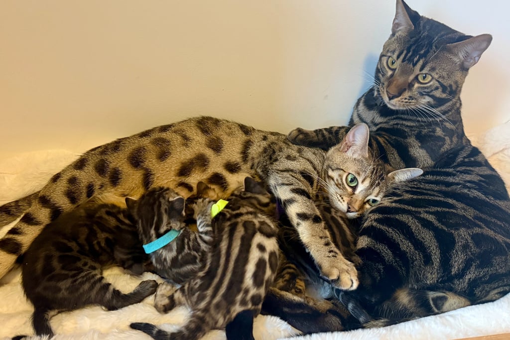 bengal bengalnord bengal lille tibaldo bengal
