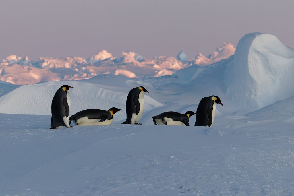 © Valentin GUILLET - Institut polaire français - TA73