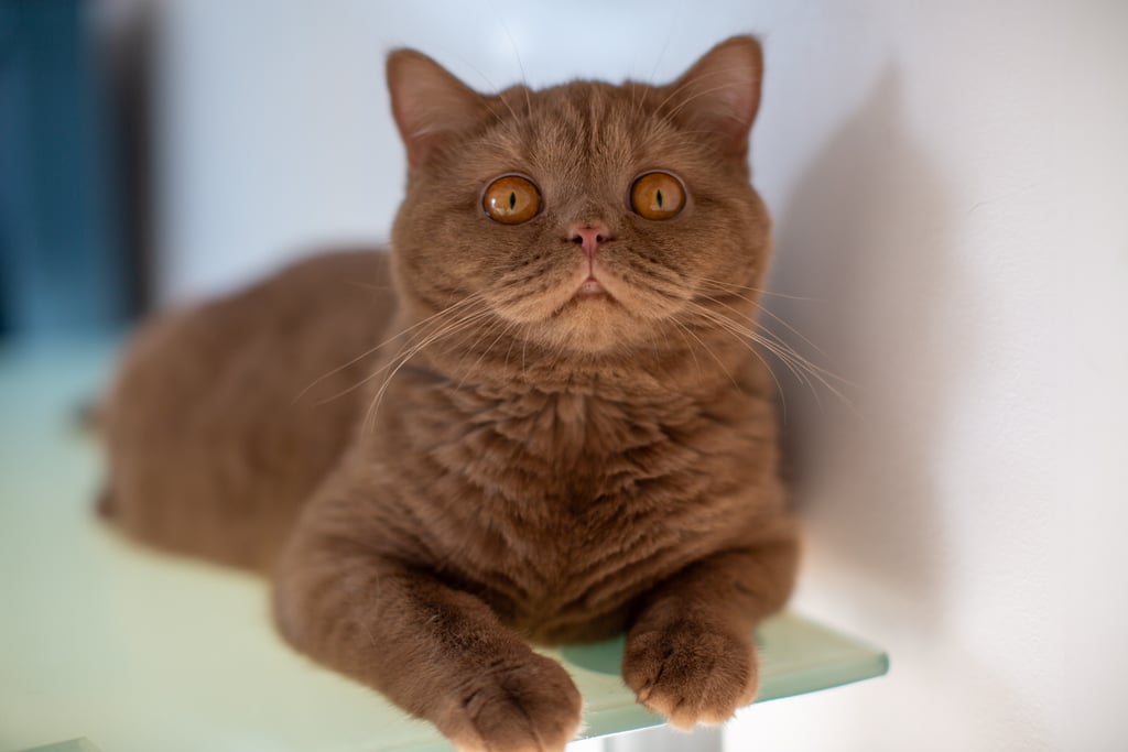 Cinnamon British Shorthair kitten from TICA-registered Georgia cattery