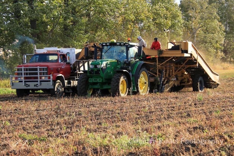 Red potato truck, green tractor, and conveyor belt harvesting organic potatoes in a Canadian field