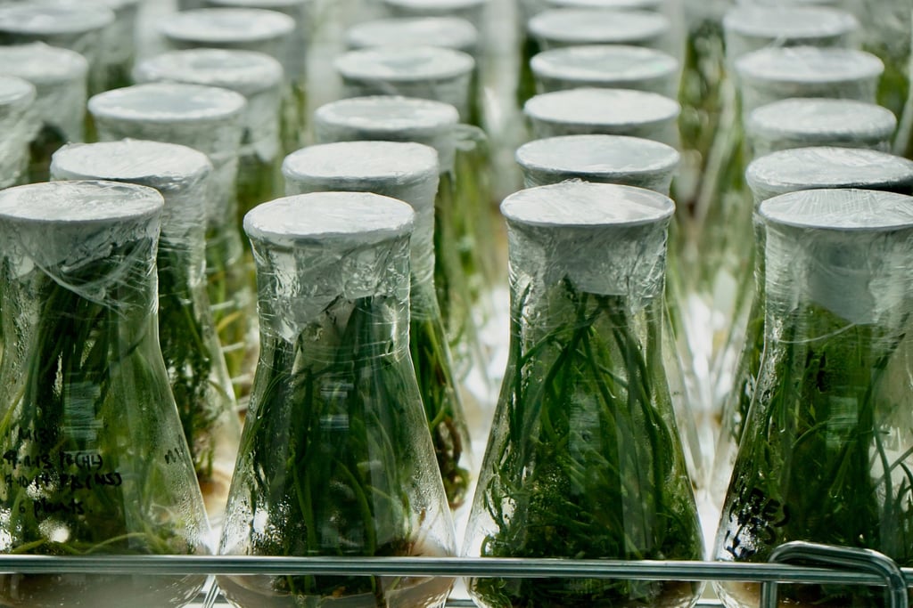 a bunch of bottles of water and plants in a row