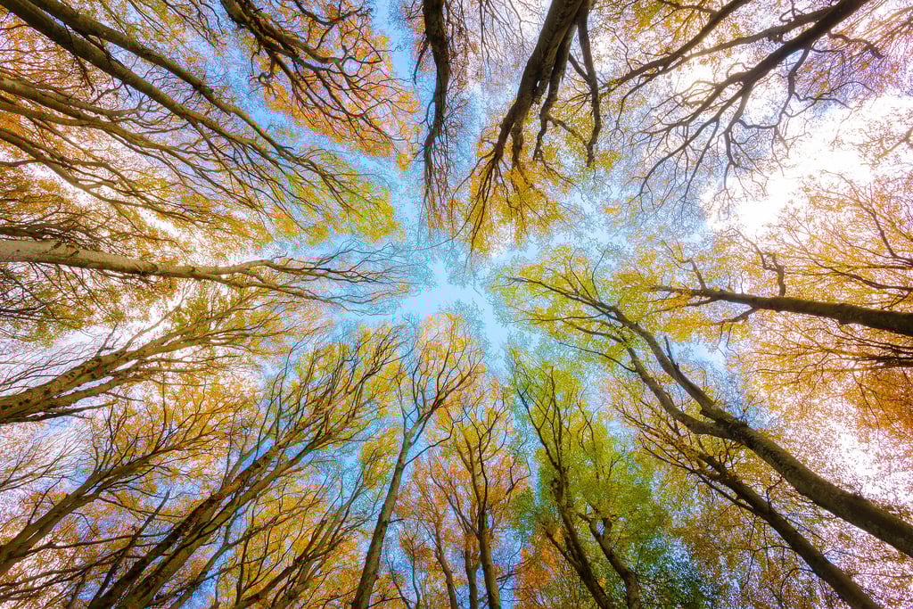 a forest scene of a forest with a sky background