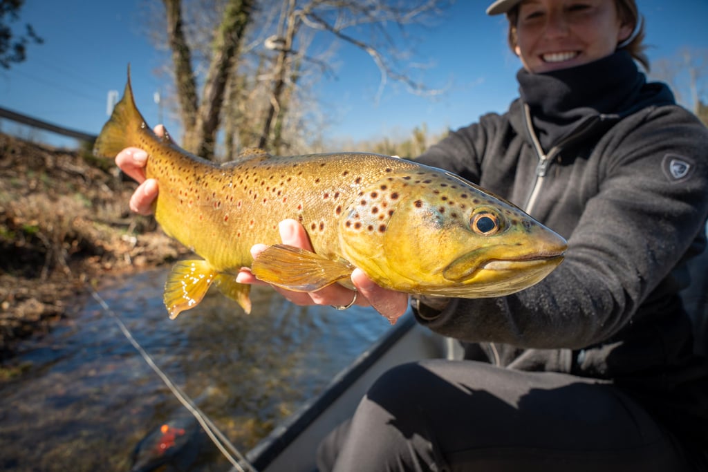 big browns in February on the South Holston River 