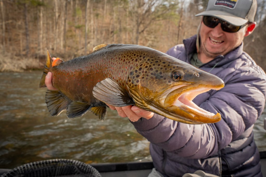 Big South Holston River Brown Trout